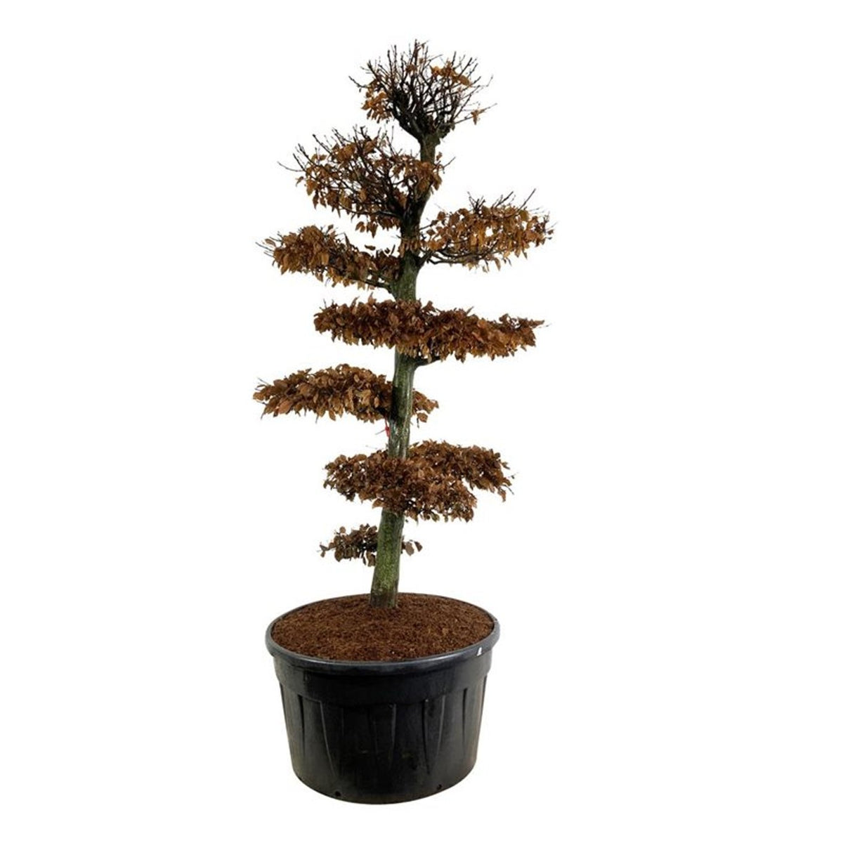 Carpinus betulus Bonsai 250–300 cm C500 (500 liters kruka)