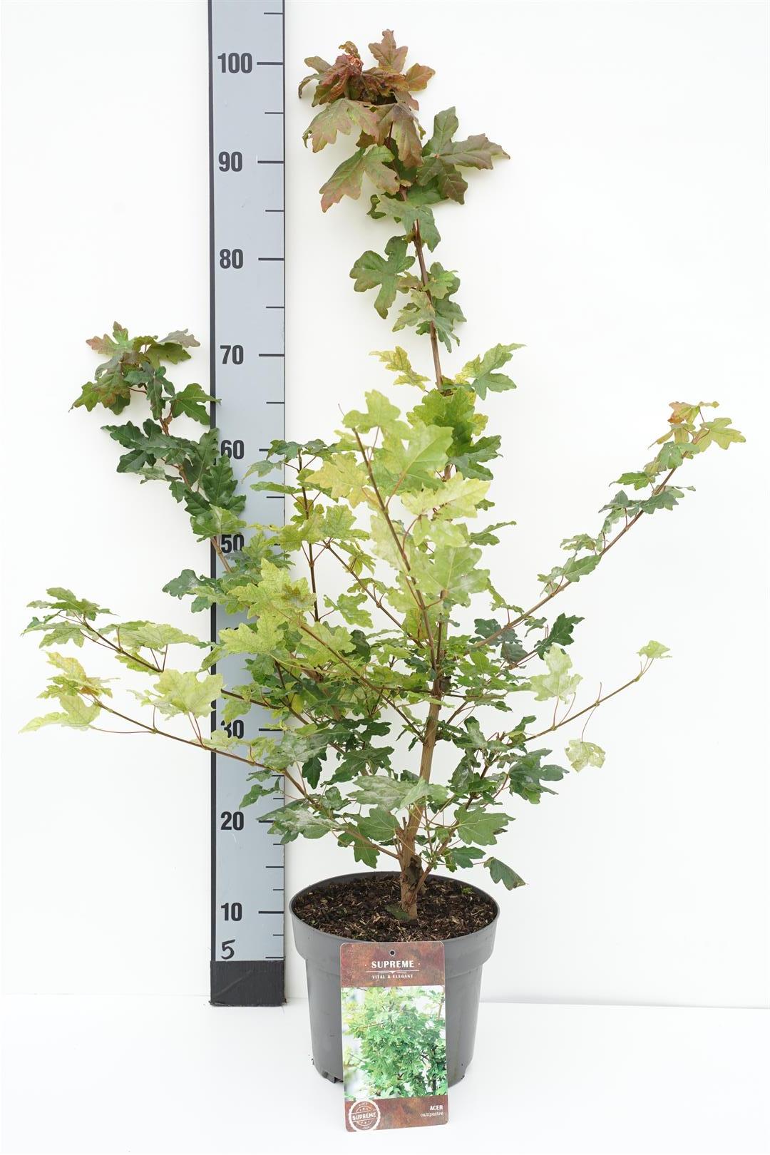 Lönn campestre - C4/P21 40-60 CM