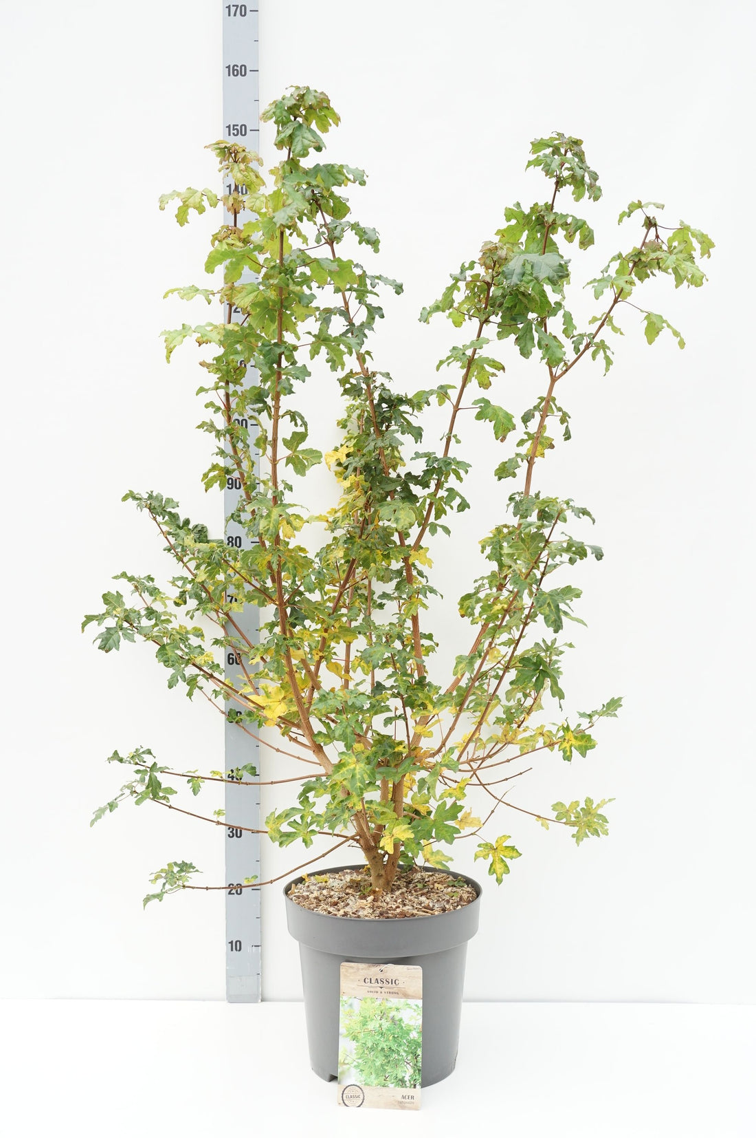 Lönn campestre - C12 80-100 CM