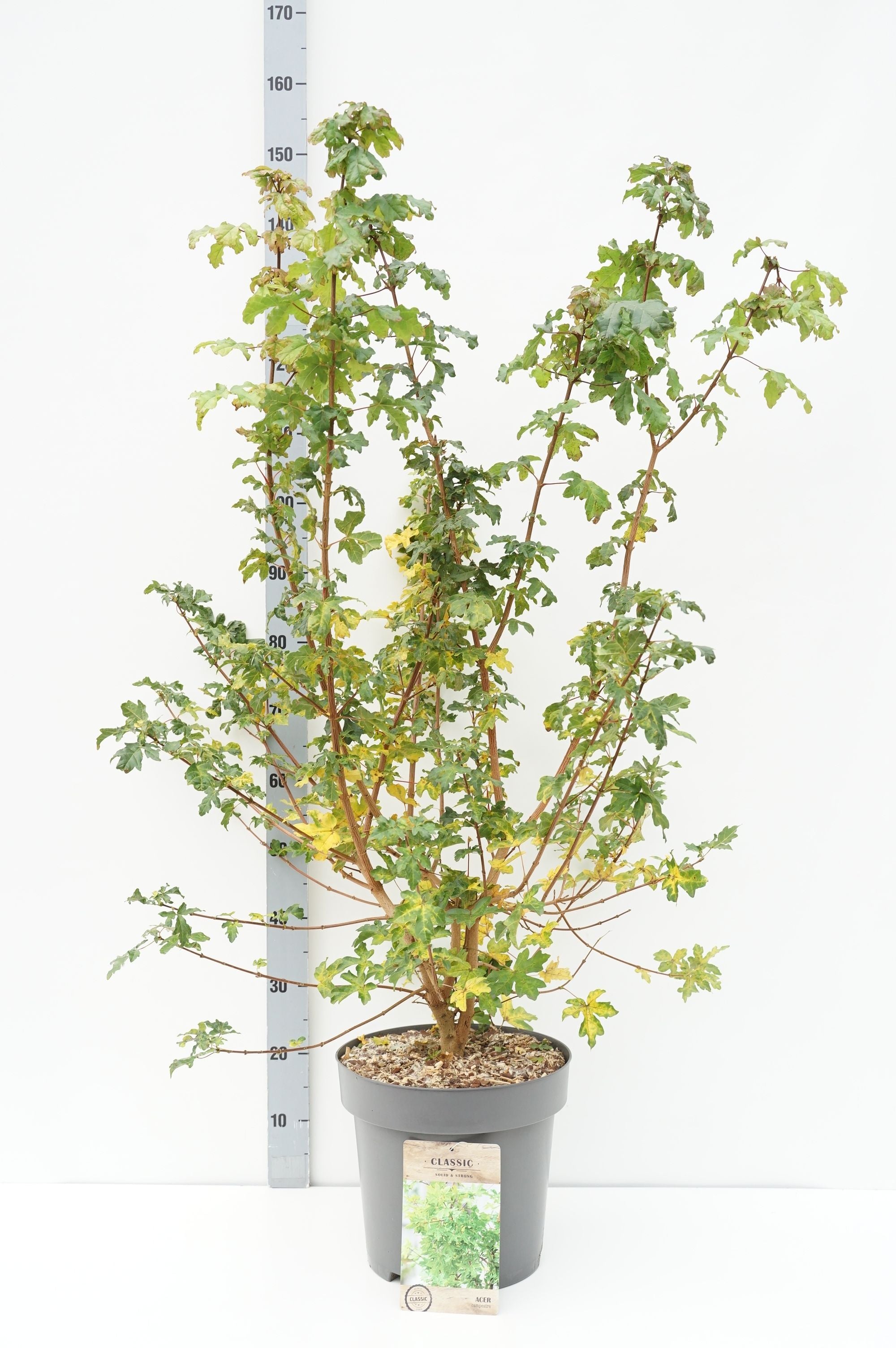 Lönn campestre - C12 80-100 CM