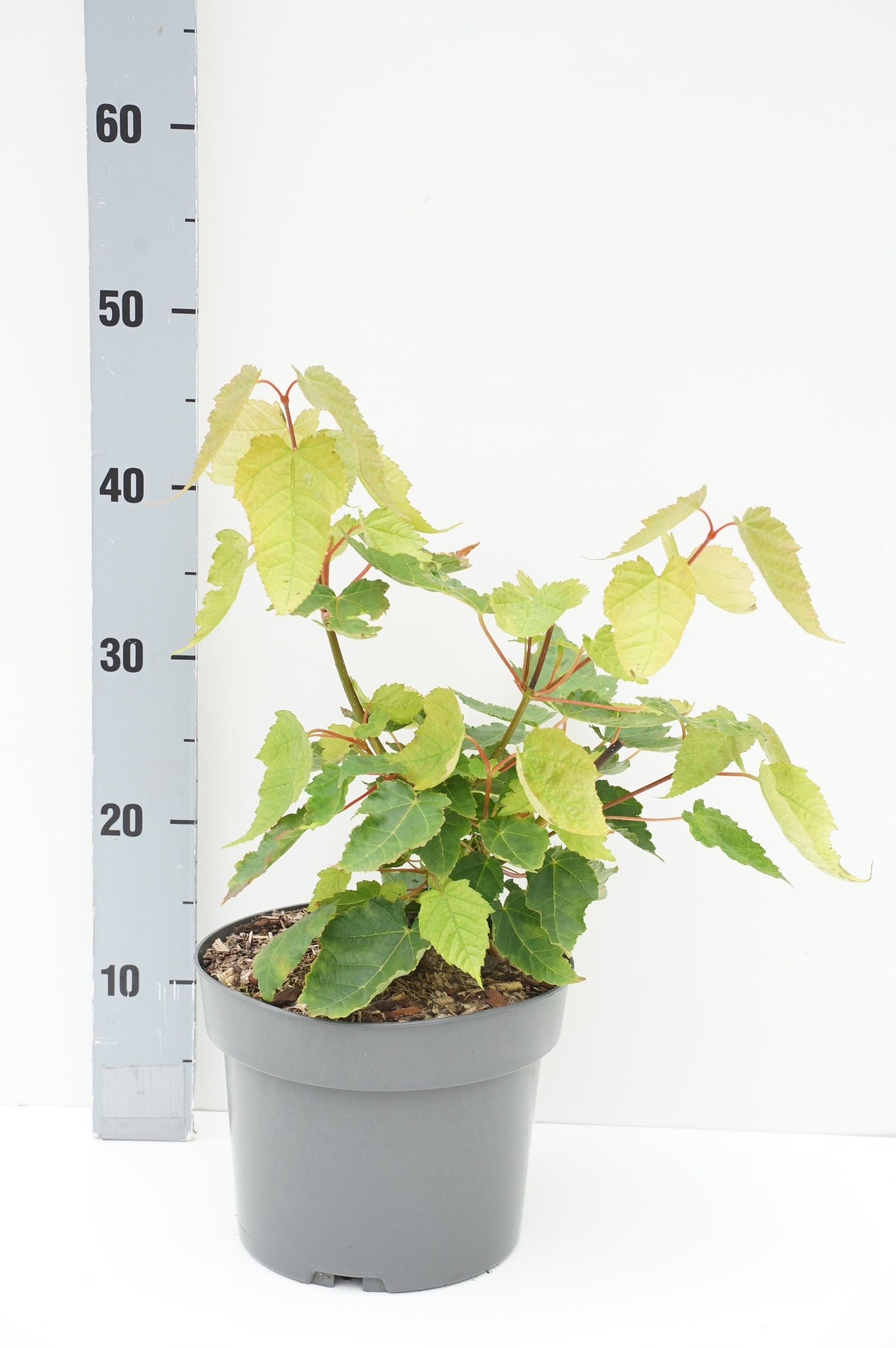 Lönn davidii - C4/P21 40-60 CM