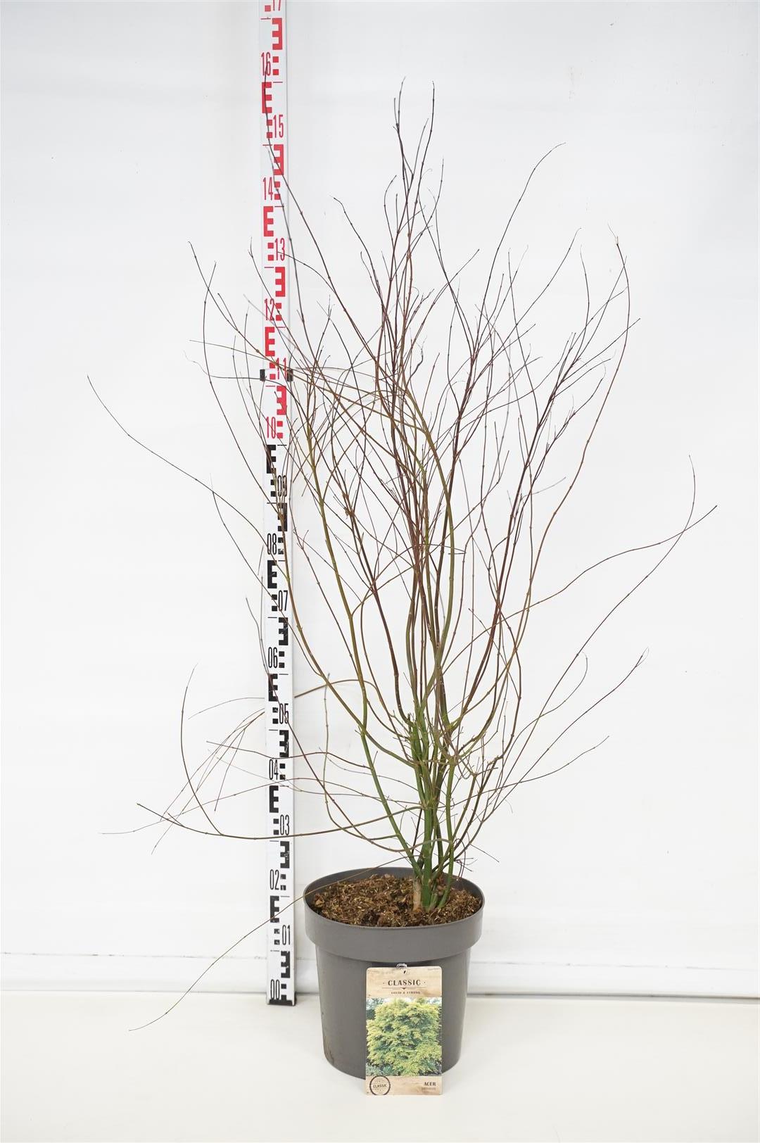 Lönn palmatum - C12 100-125 CM