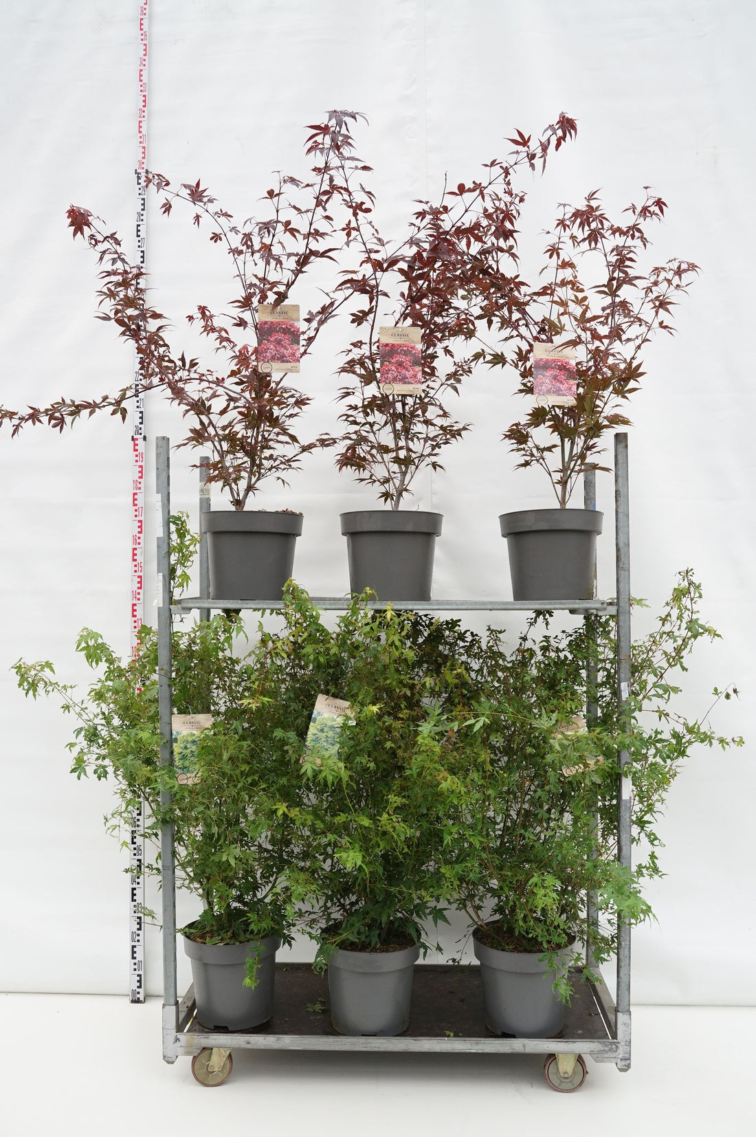 Lönn pal. in cultivars - C12 100-125 CM