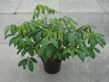 Aesculus parviflora