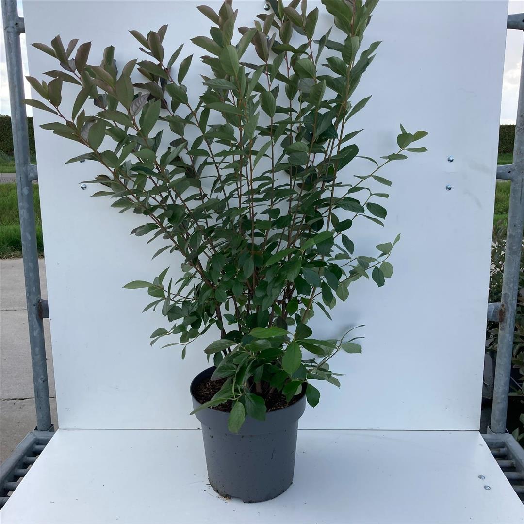 Aronia melanocarpa - C12 80-100 CM