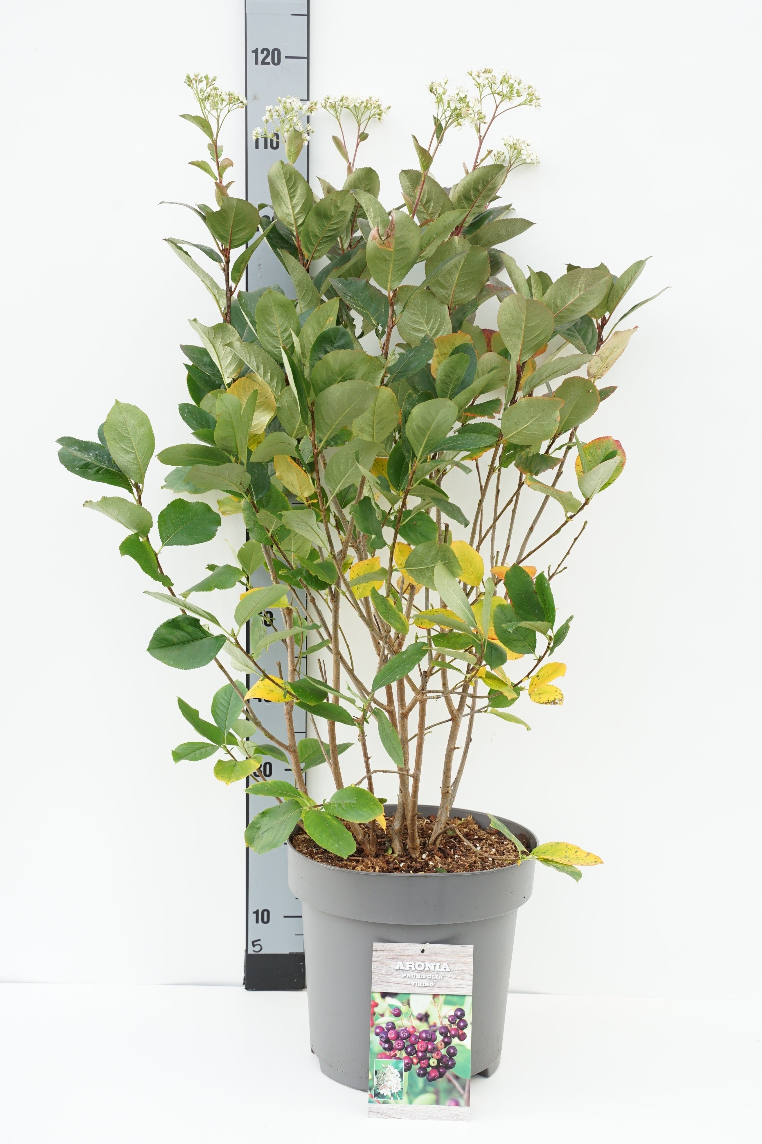 Aronia prun. &