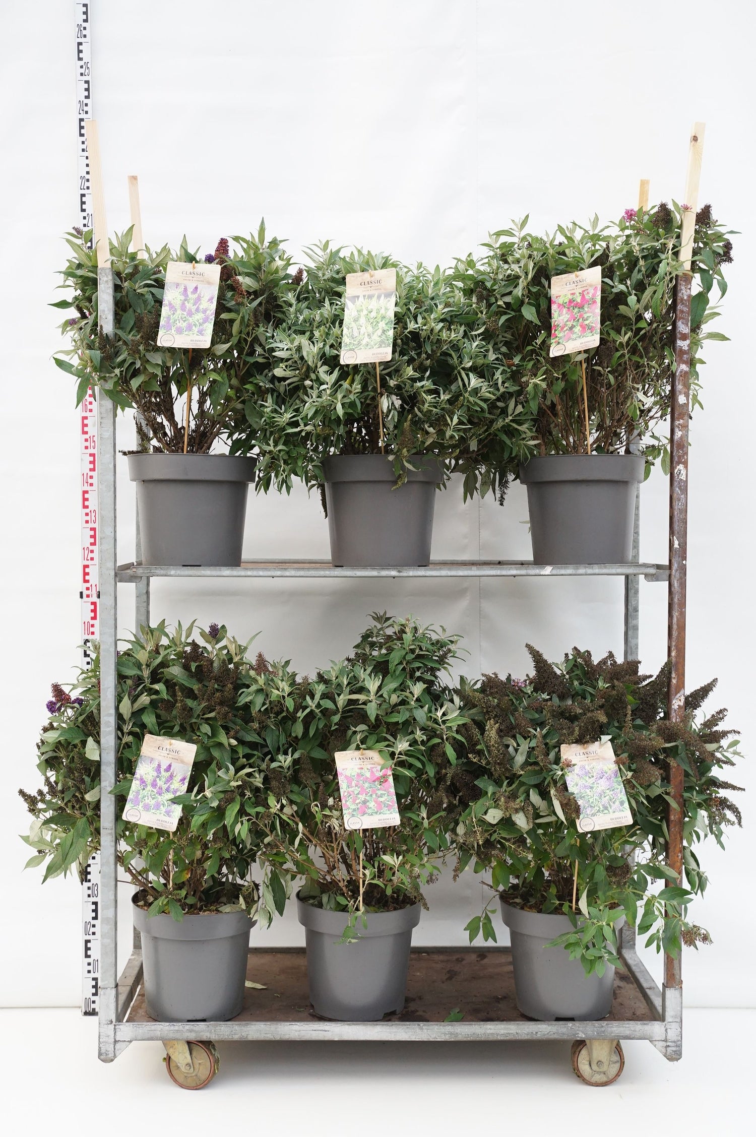 Syrenbuddleja d. &