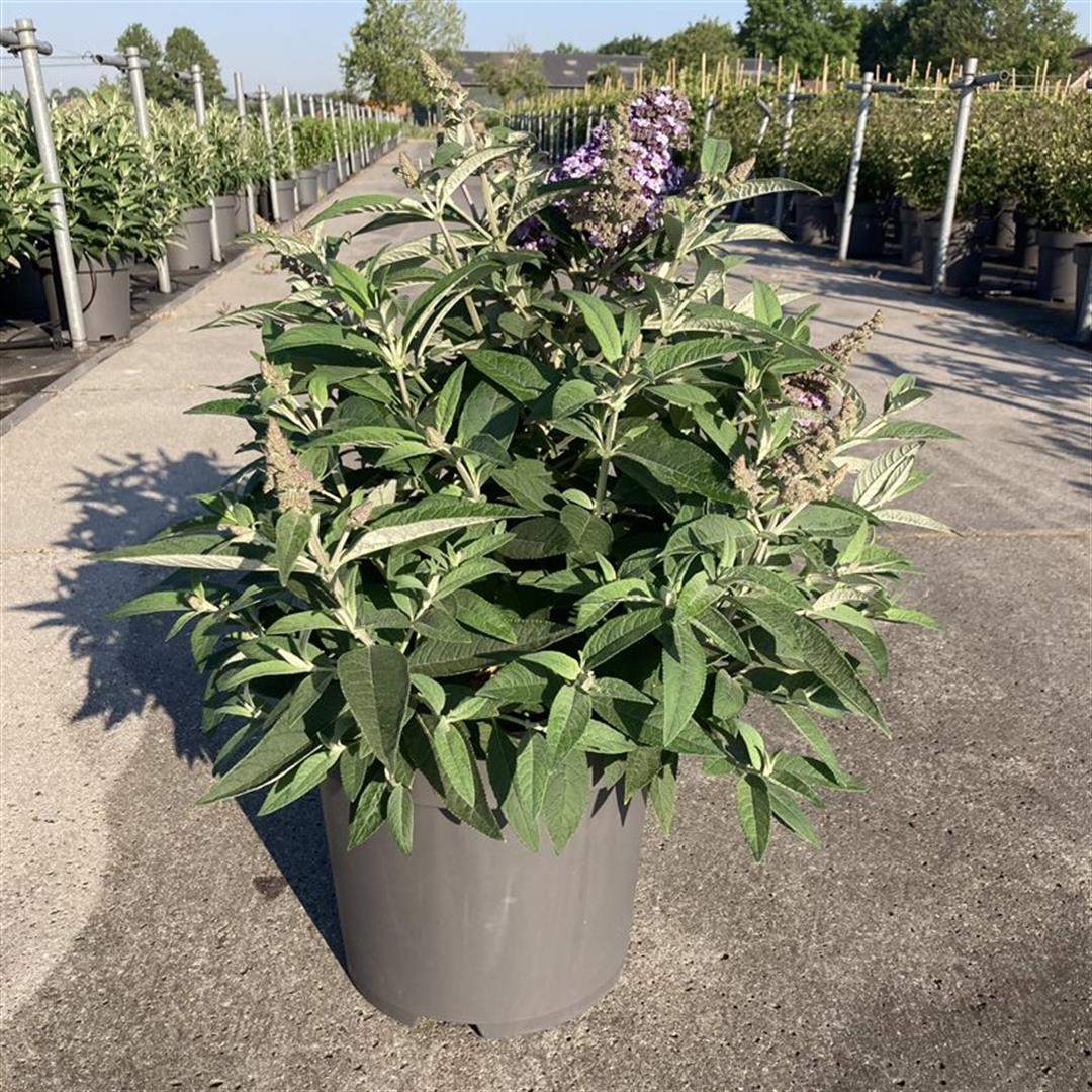 Syrenbuddleja d. &