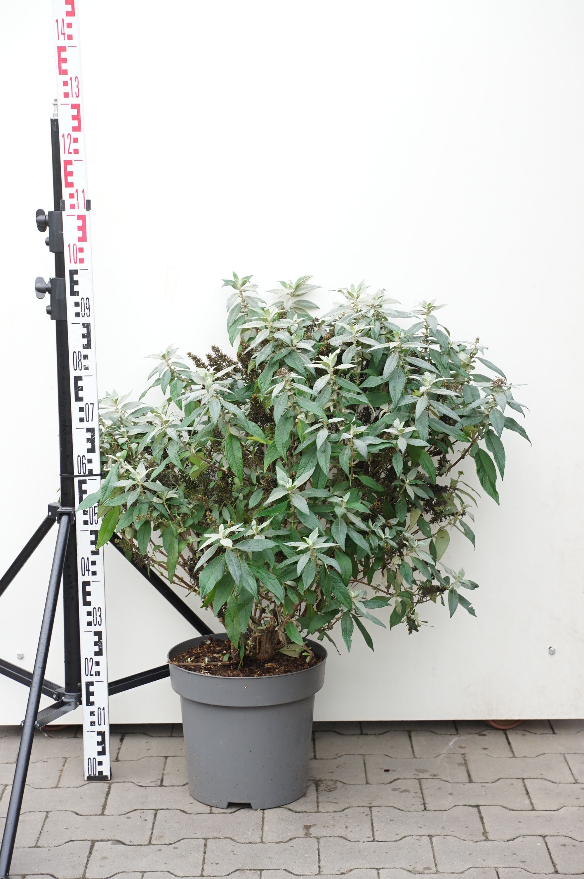Syrenbuddleja d. &
