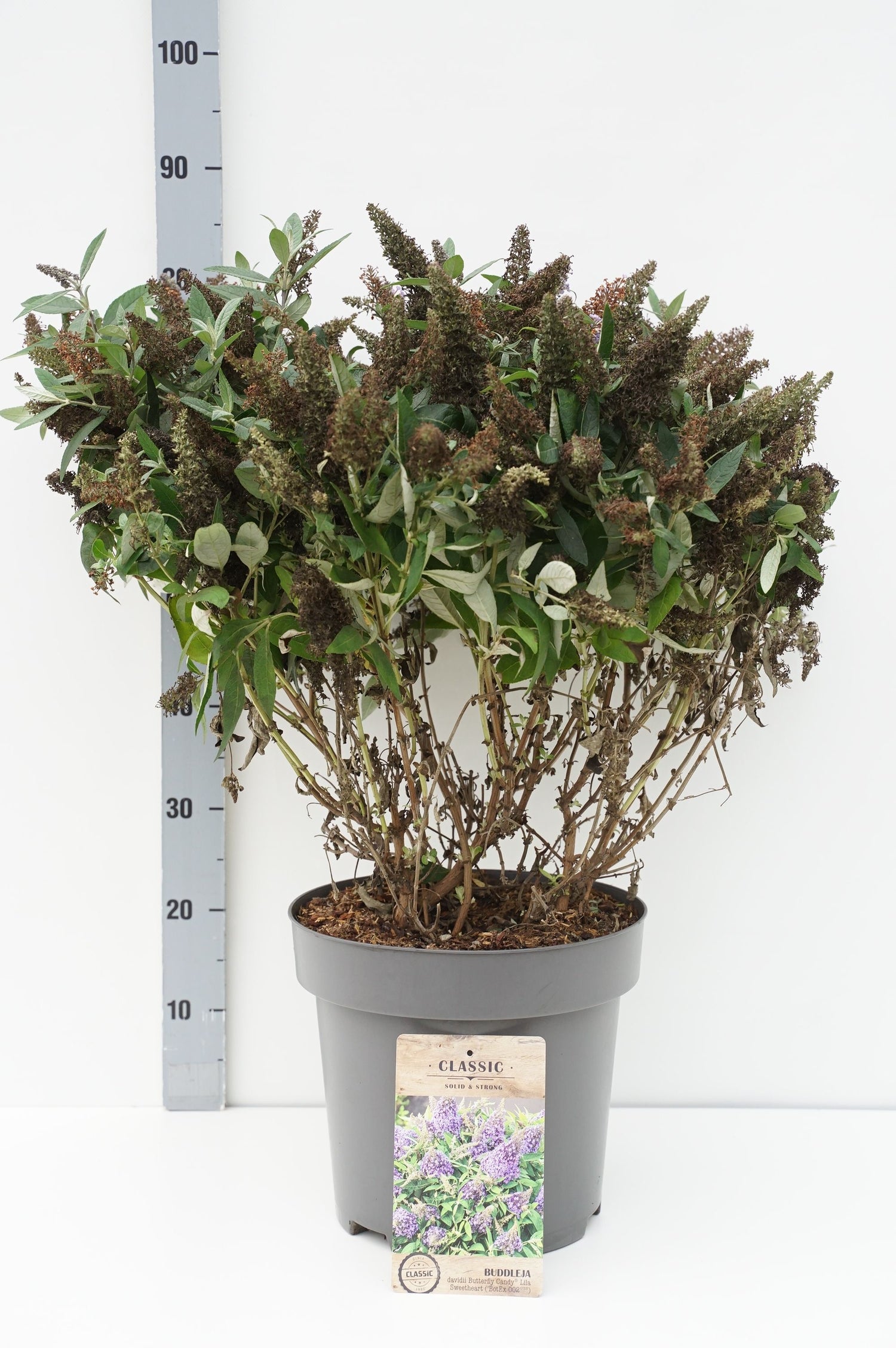 Syrenbuddleja d. &