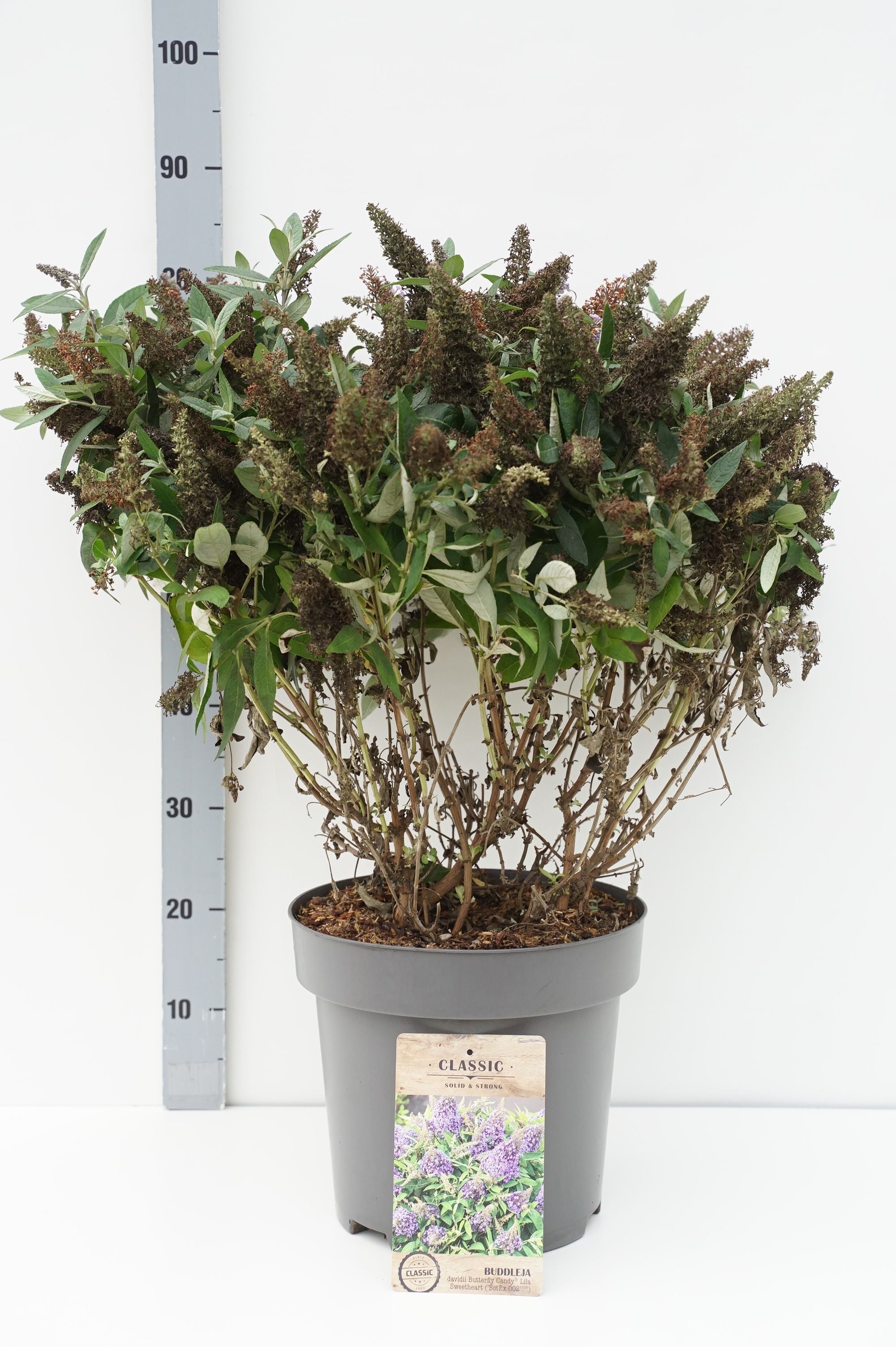 Syrenbuddleja d. &