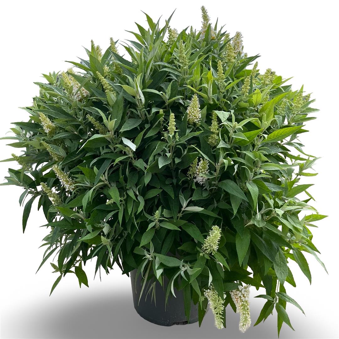 Syrenbuddleja d. &