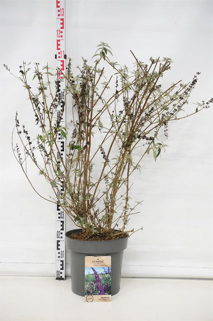 Buddleja d. &
