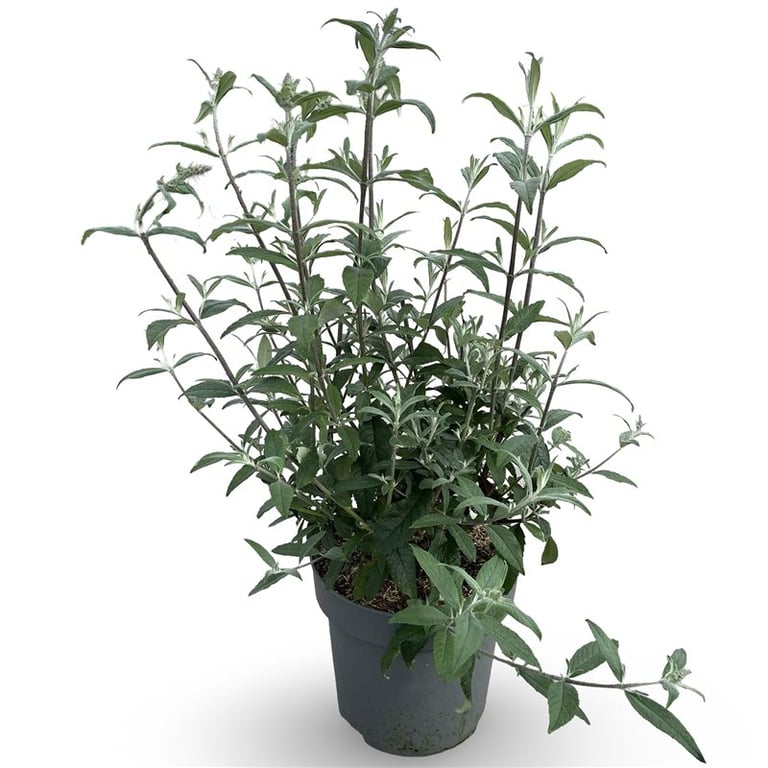 Syrenbuddleja d. &