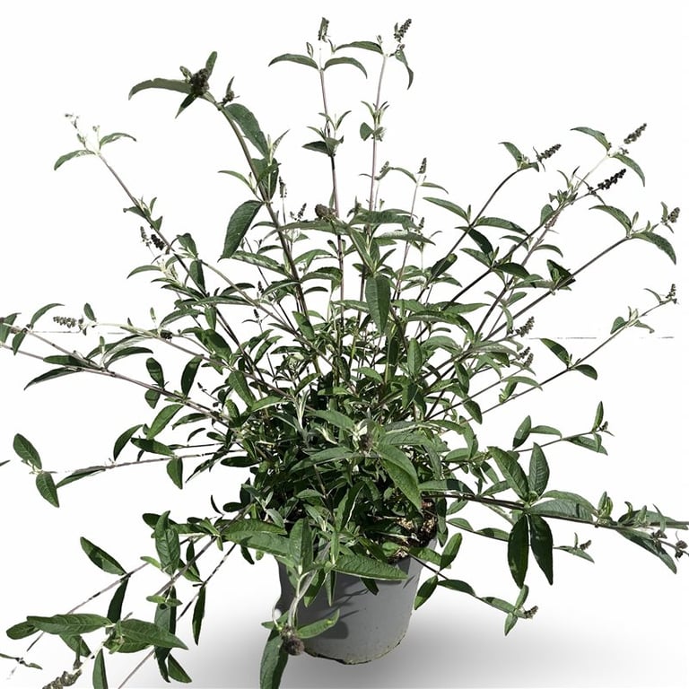 Syrenbuddleja d. &
