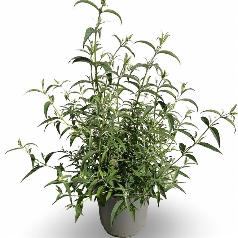 Syrenbuddleja d. &
