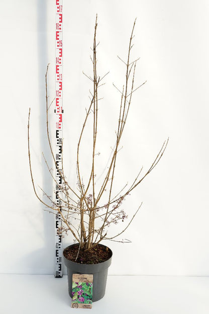 Glasbär Callicarpa bodinieri &