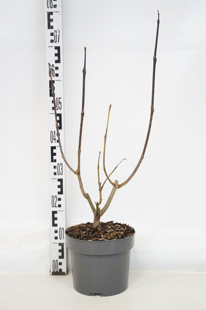 Catalpa erub. &