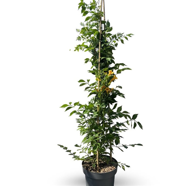 Trumpetblomma tagli. &