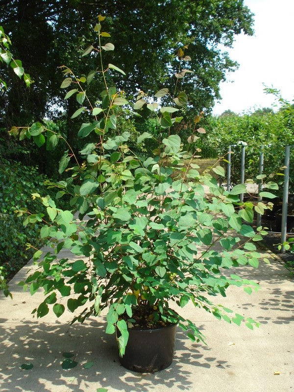 Katsura japonicum - C12 150-175 CM