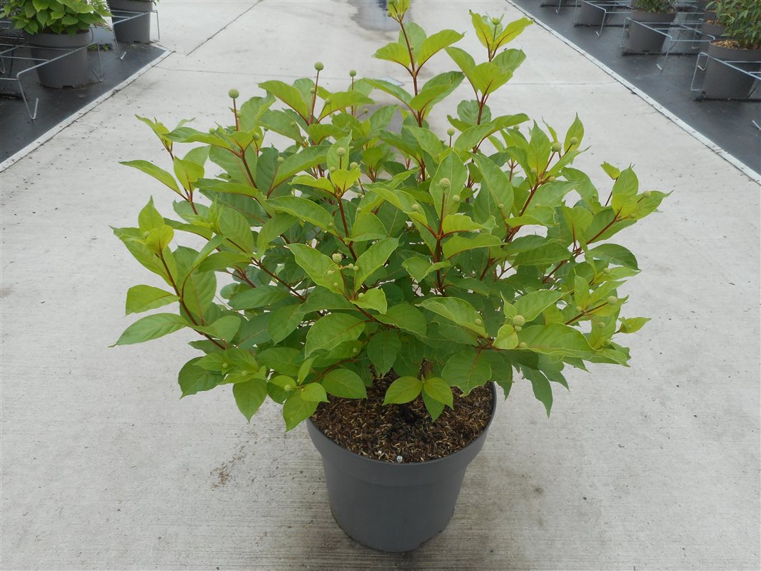 Cephalanthus occidentalis C12 (12 liters kruka) 50-80 cm