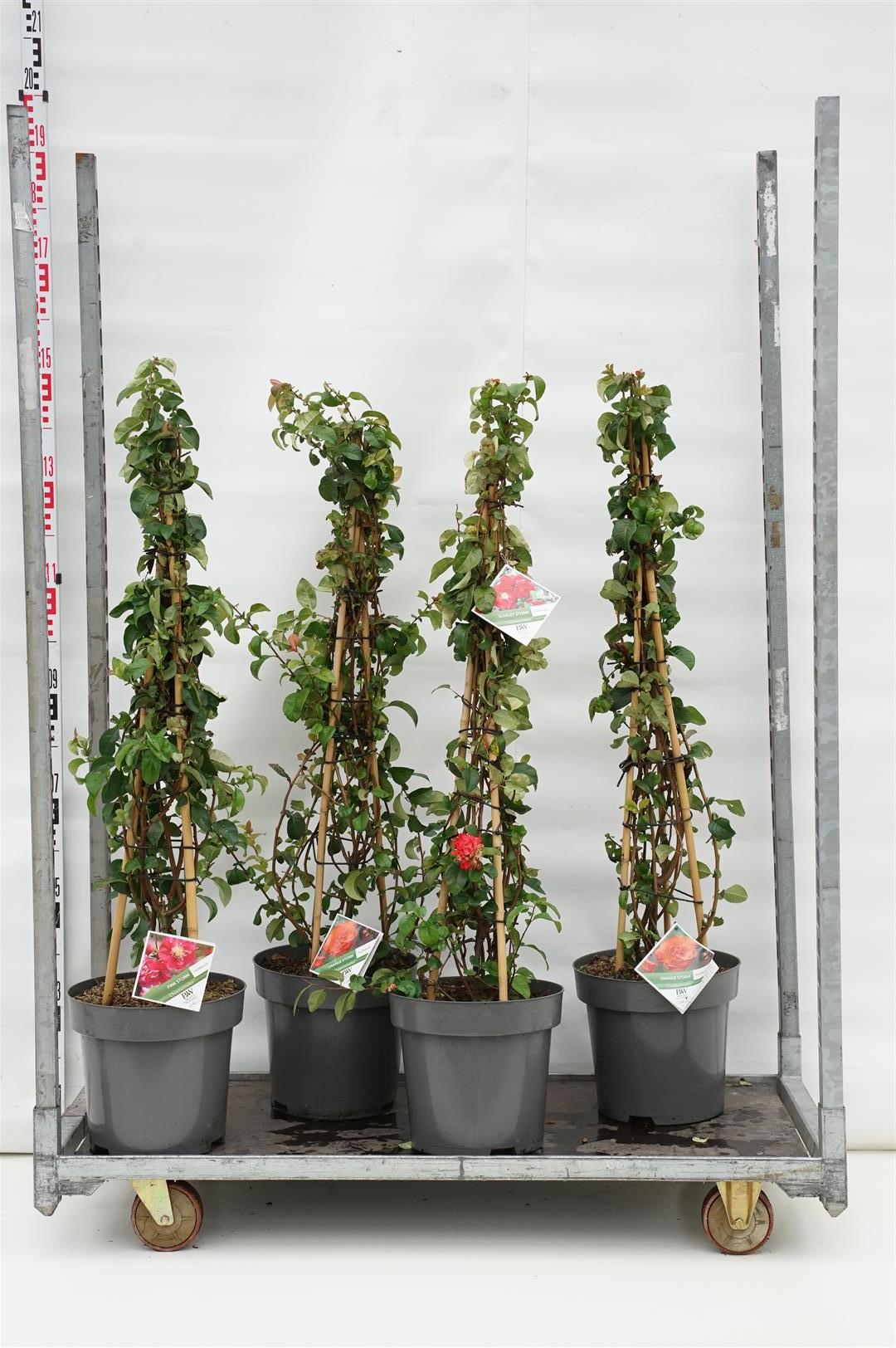 Rosenkvitten in cultivars - C12 100-125 CM
