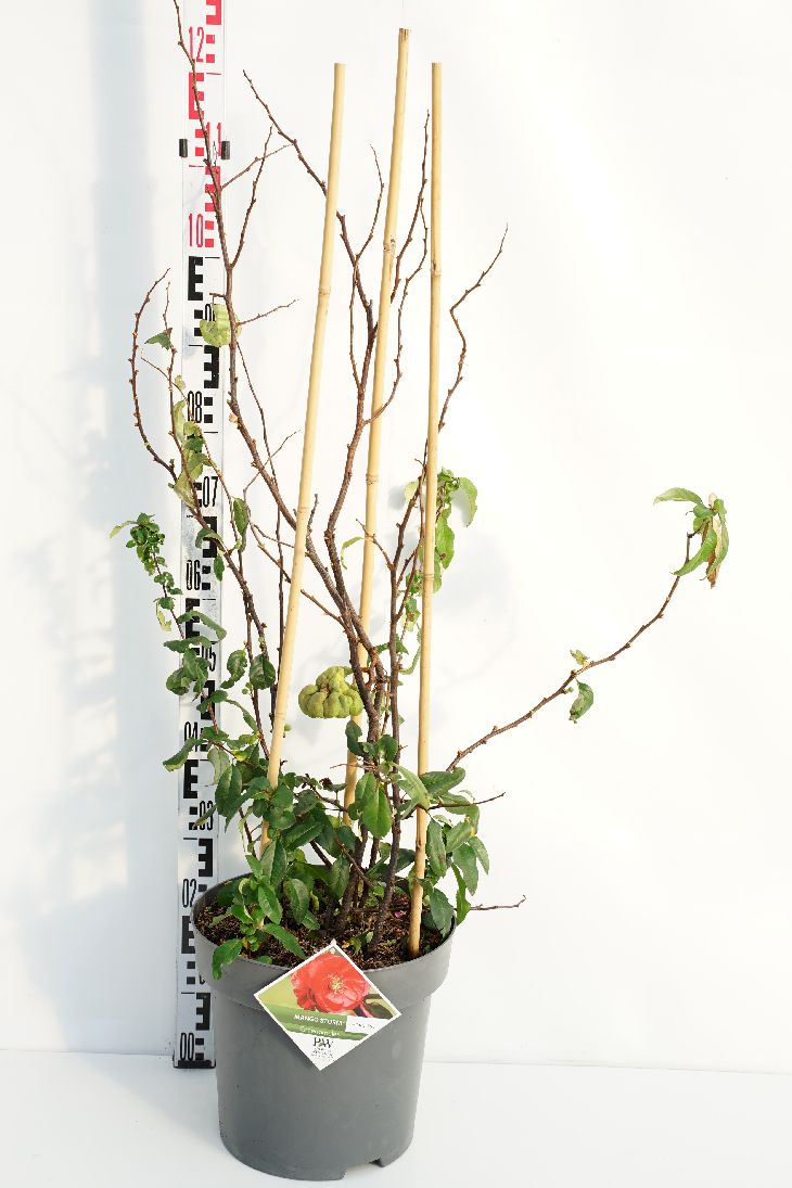 Rosenkvitten spec. &