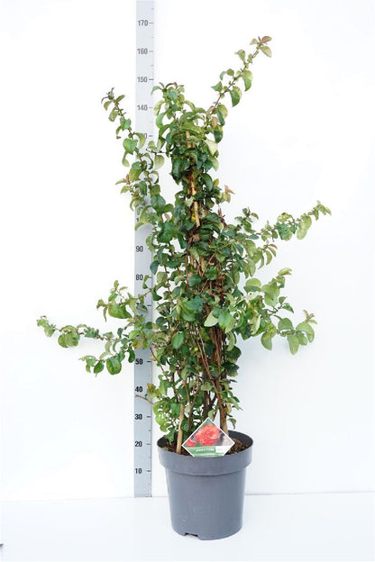 Chaenomeles spec. &