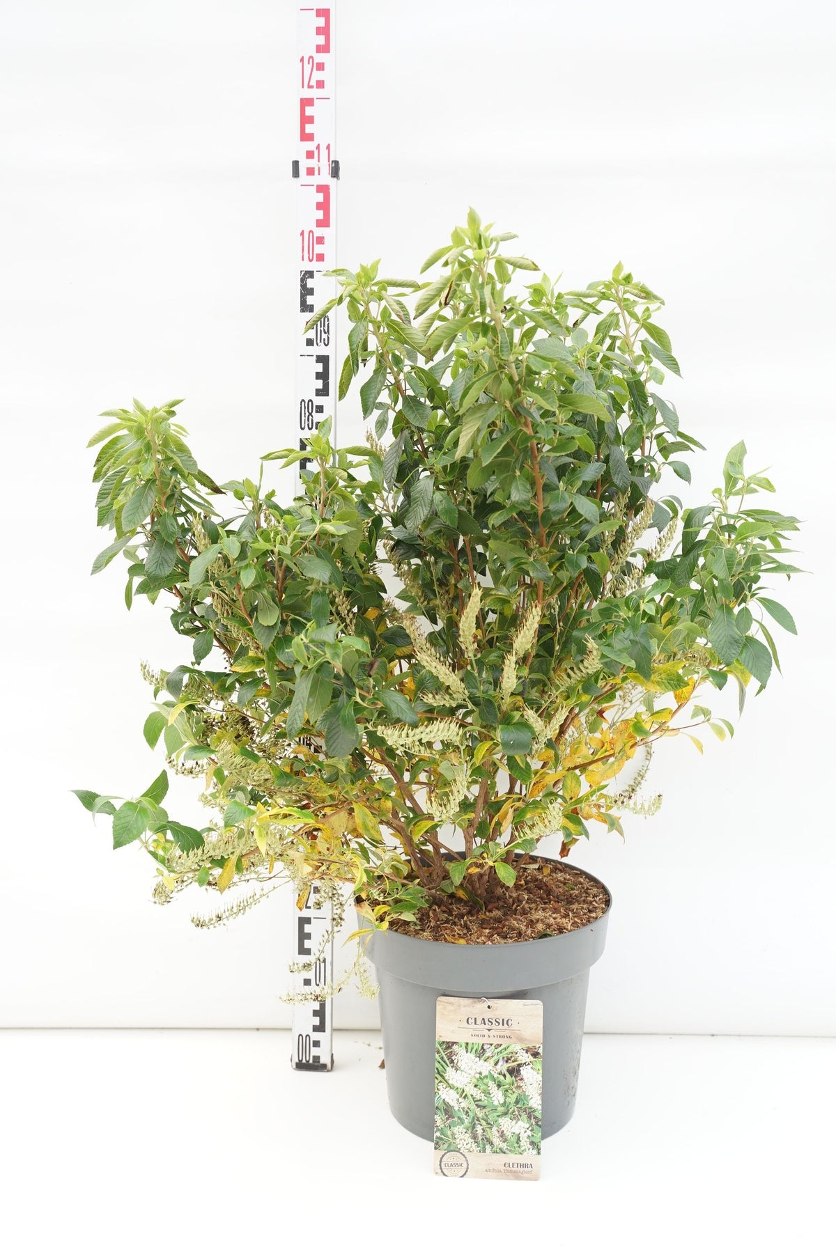 Clethra alnifolia &