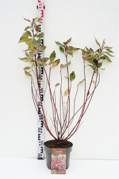 Cornus alba &
