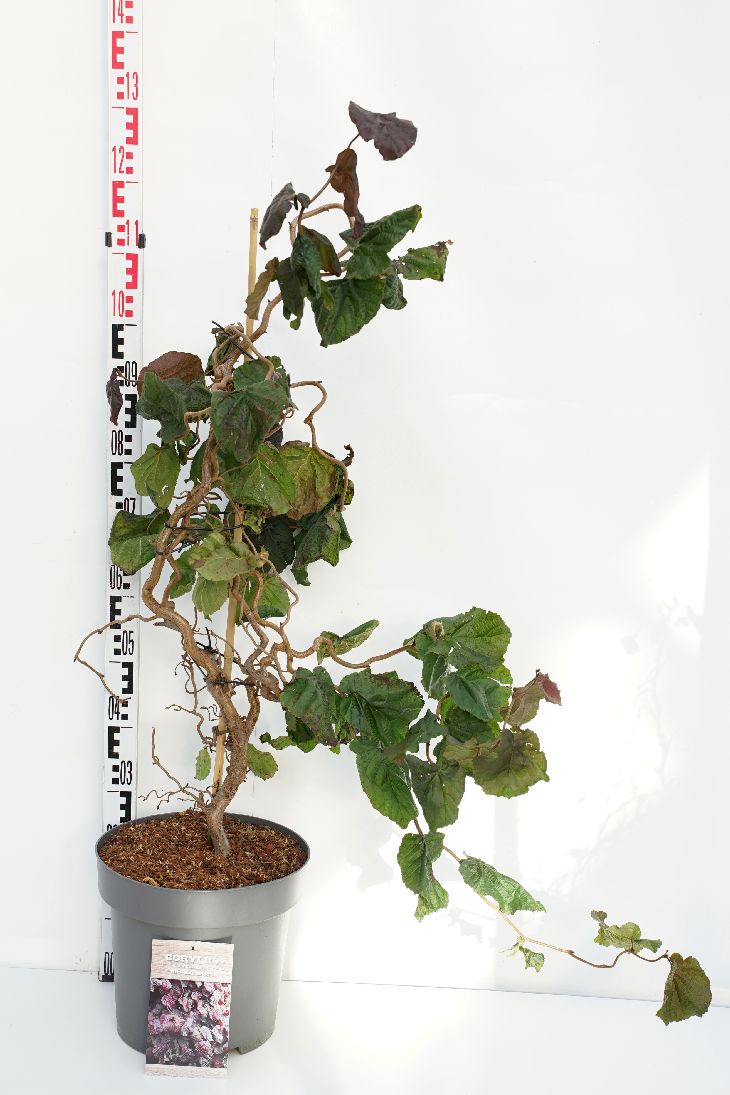 Corylus avellana &