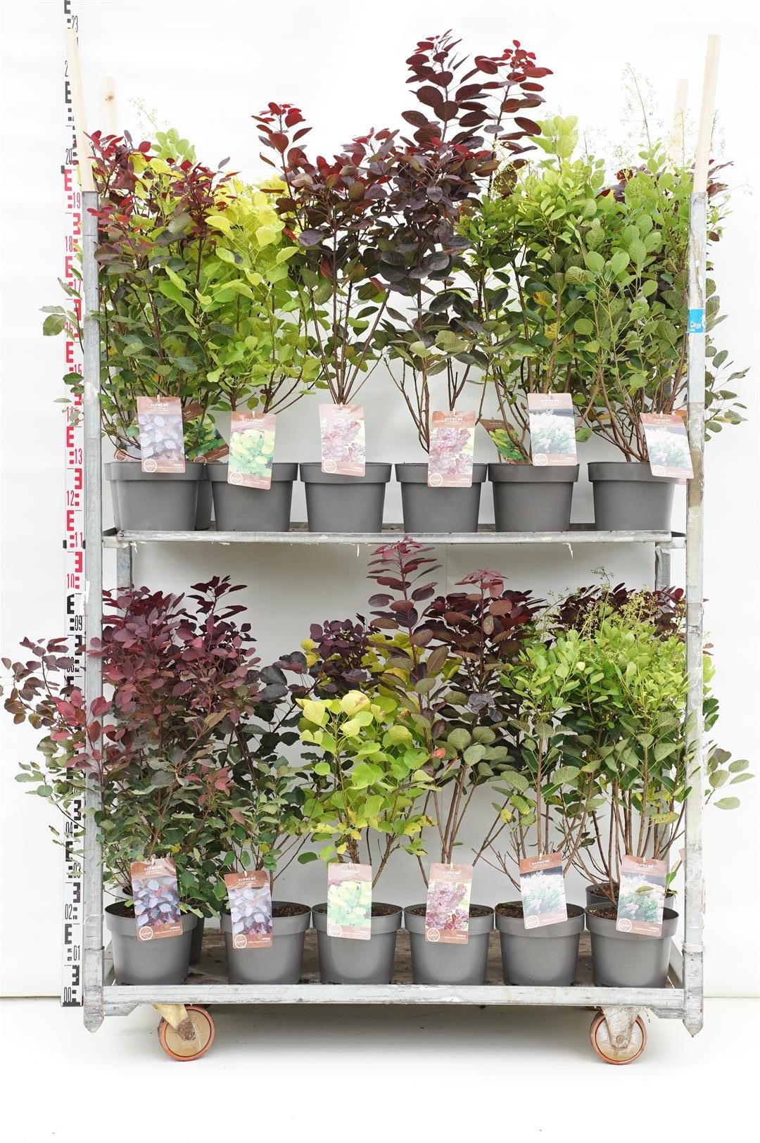 Perukbuske cogg. in cultivars - C4/P21 40-60 CM