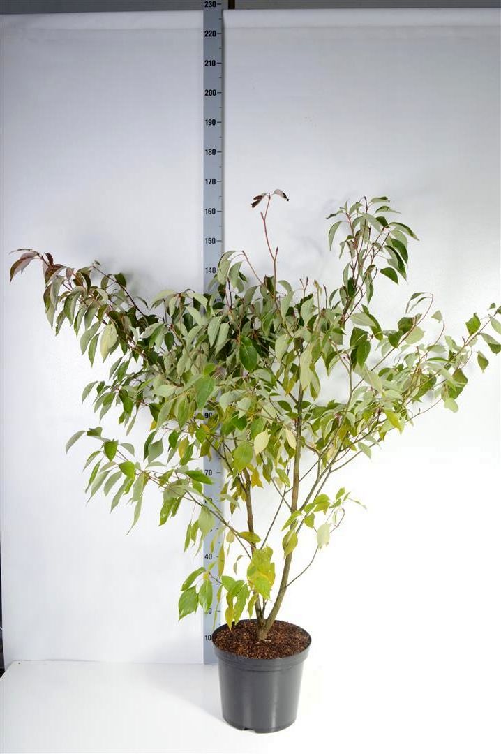 Kornell controversa - C12 125-150 CM