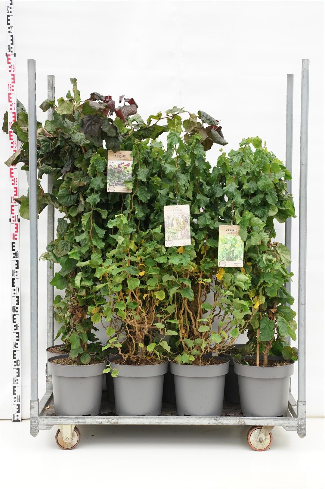Hassel in cultivars - C12 60-80 CM