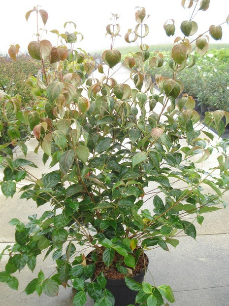 Cornus kousa chinensis