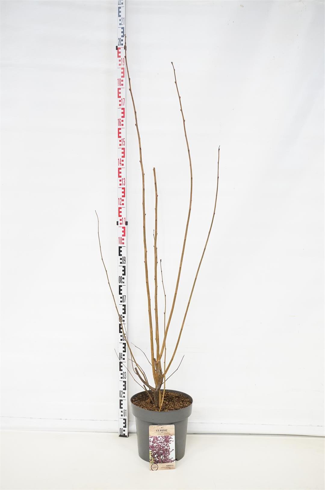 Corylus &