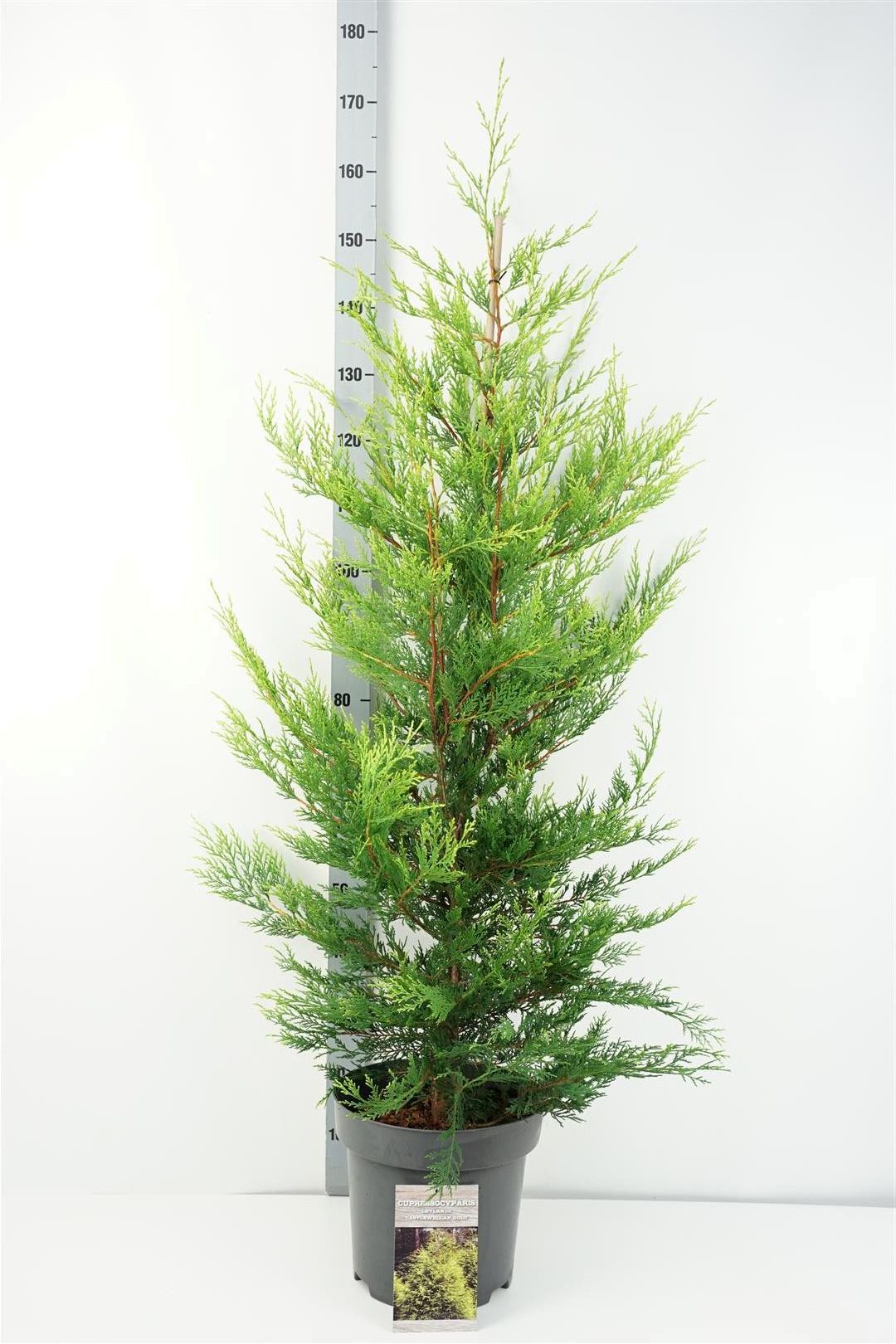 Leylandcypress l. &