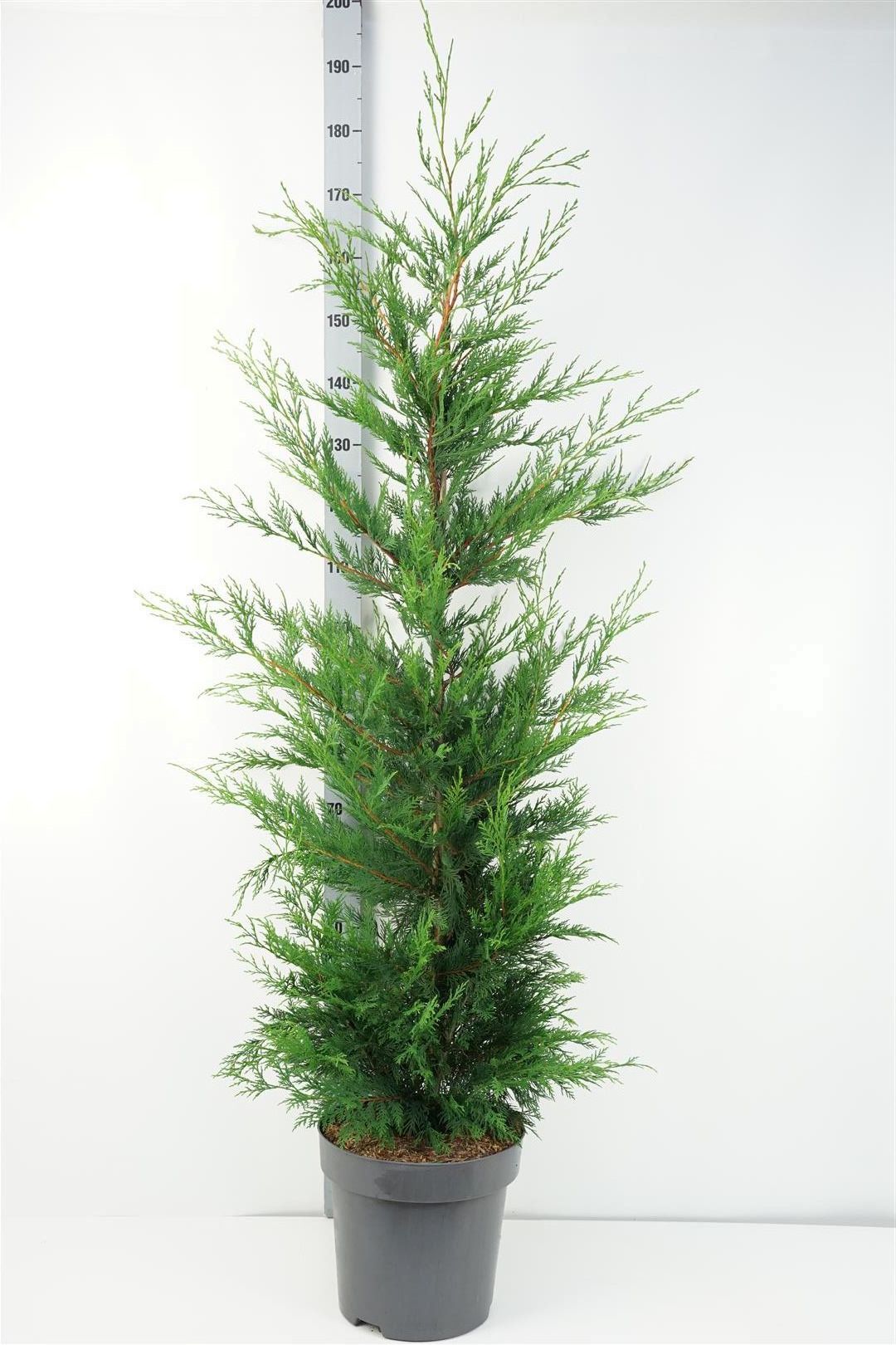 Leylandcypress leylandii - C12 175-200 CM