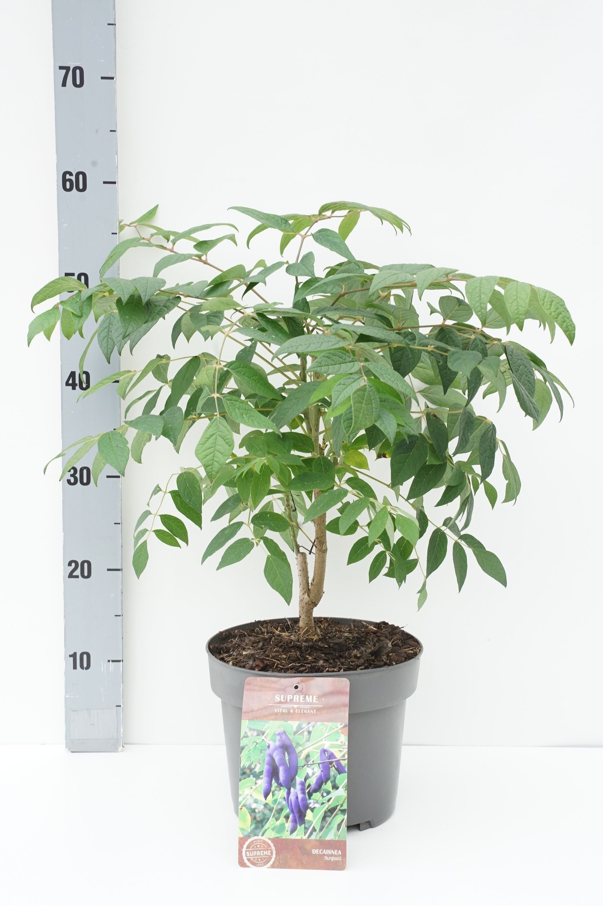 Blåskidbuske fargesii - C4/P21 40-60 CM