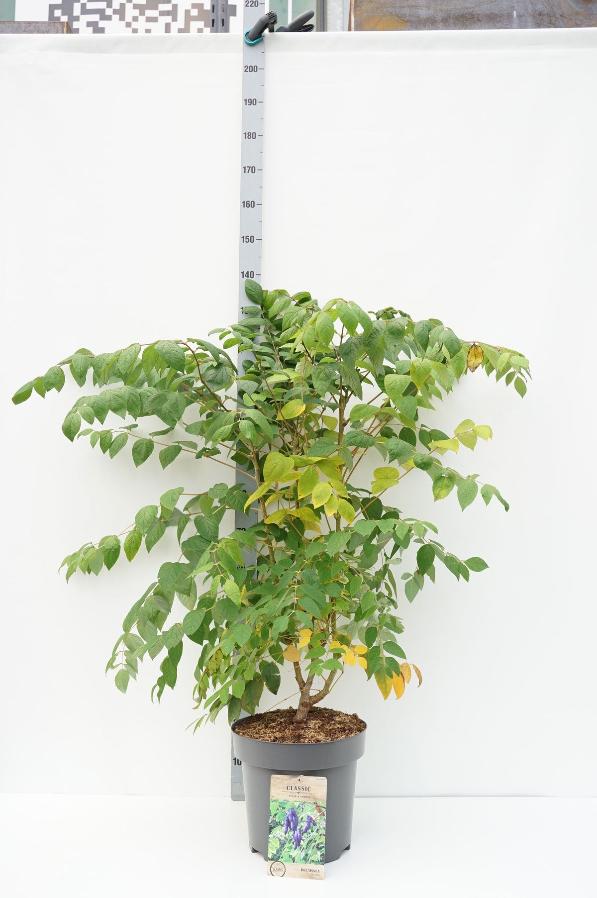 Decaisnea fargesii C35 (35 liters kruka) 150-175 cm