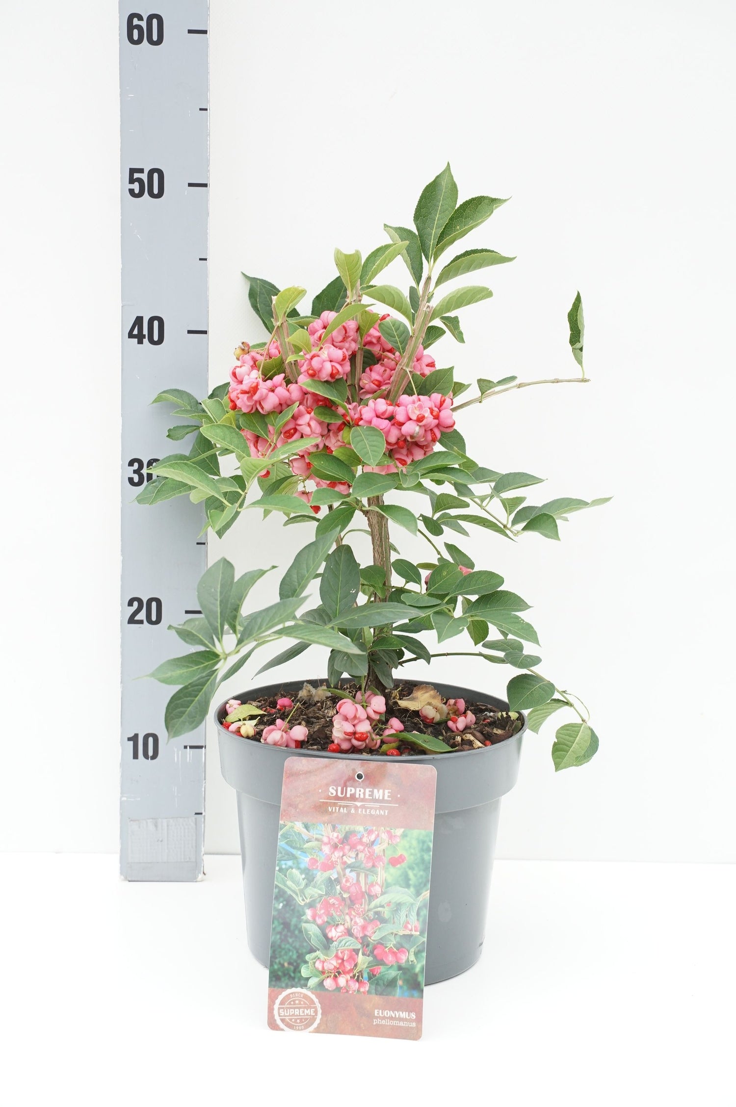 Benved phellomanus - C4/P21 30-40 CM