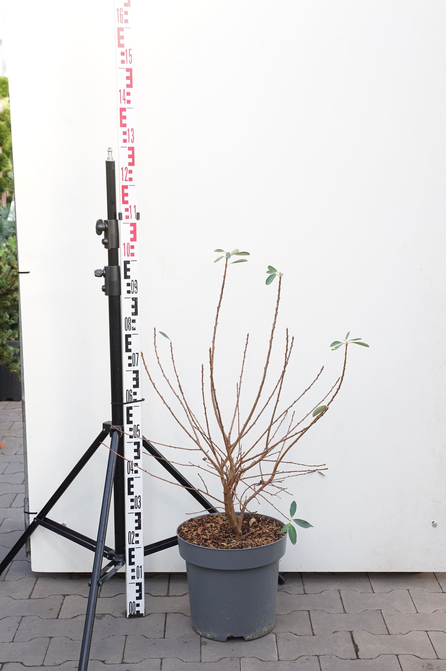 Exochorda rac. &