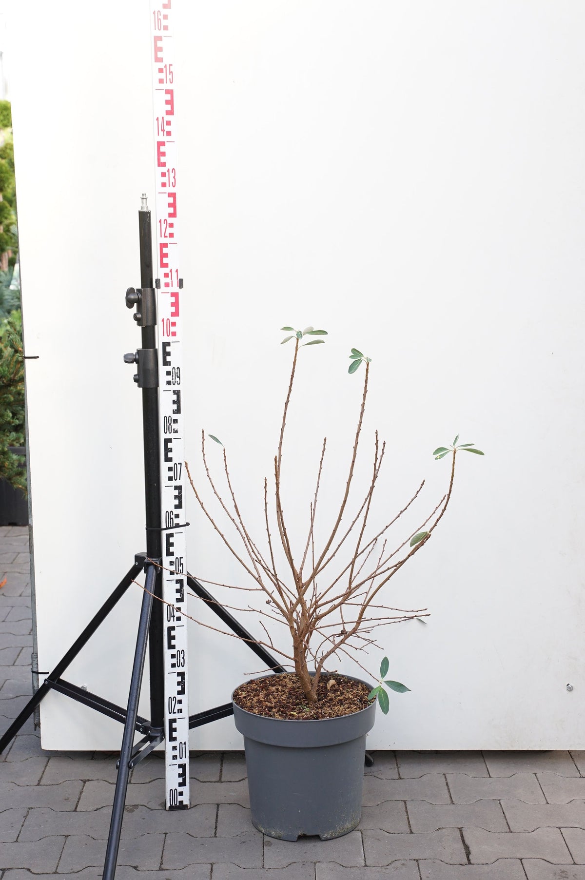 Exochorda rac. &