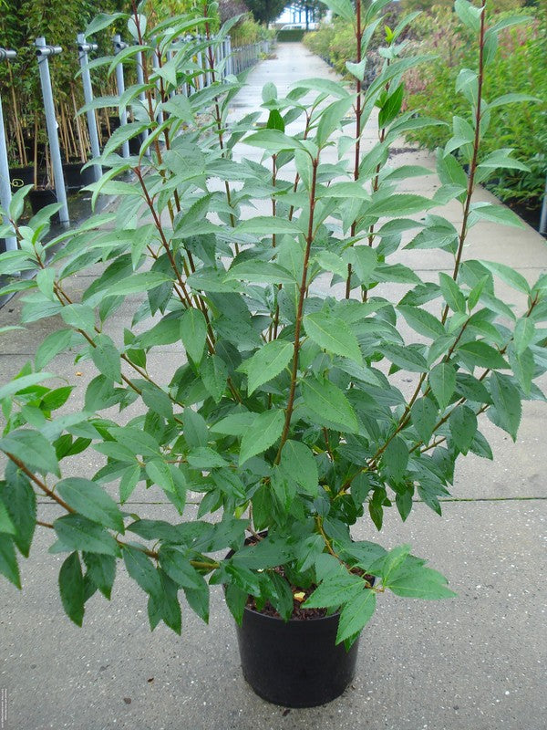 Forsythia int. &