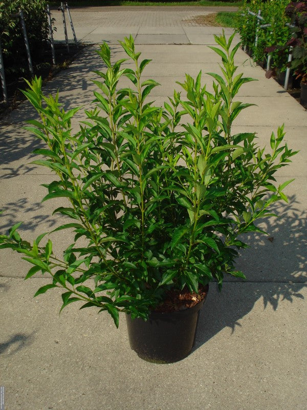 Forsythia int. &