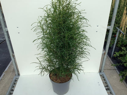 Frangula alnus &