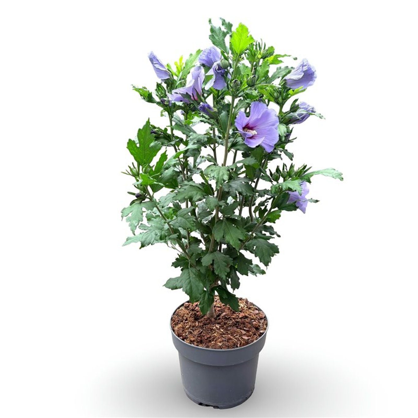 Hibiscus syriacus &
