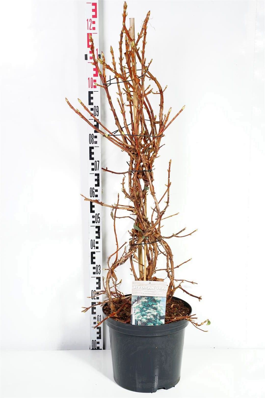 Hortensia anomala petiolaris - C12 80-100 CM