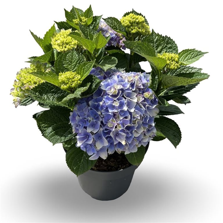 Hortensia m. &
