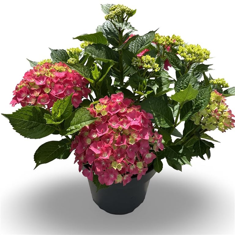 Hortensia m. &